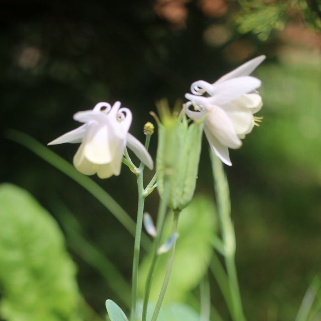 Aquilegia flabellata pumila alba - Dwergakelei wit