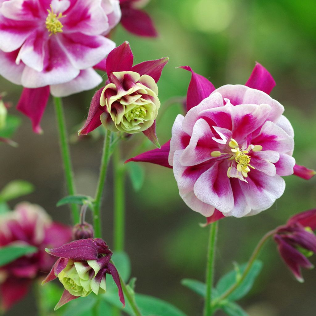 Akelei Winky Red White - Aquilegia vulgaris