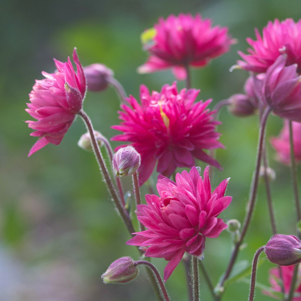 Akelei Clementine Red - Aquilegia vulgaris
