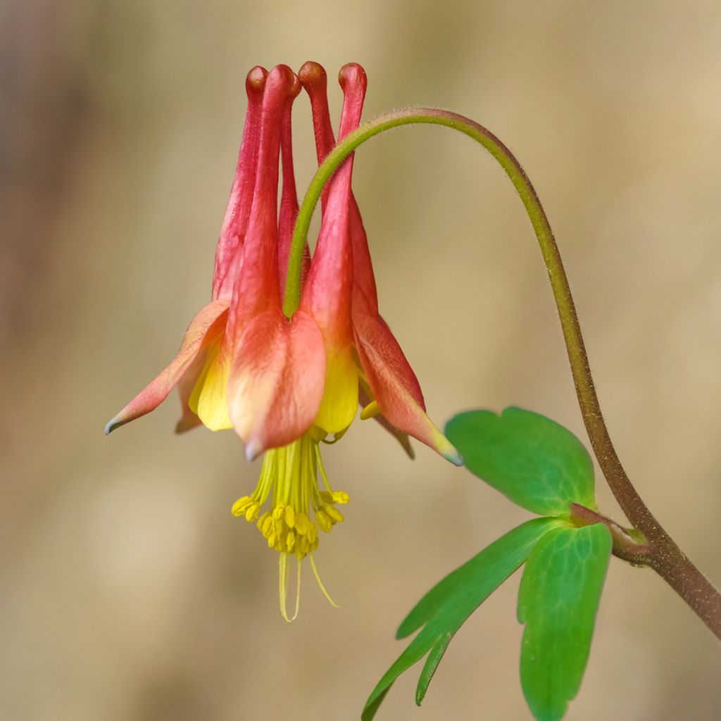 Aquilegia canadensis - Canadese akelei