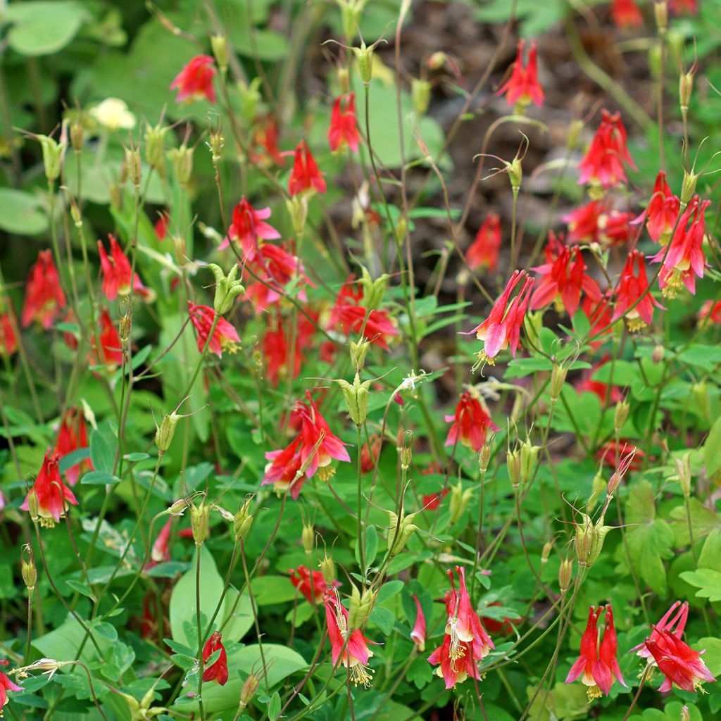 Aquilegia canadensis - Canadese akelei