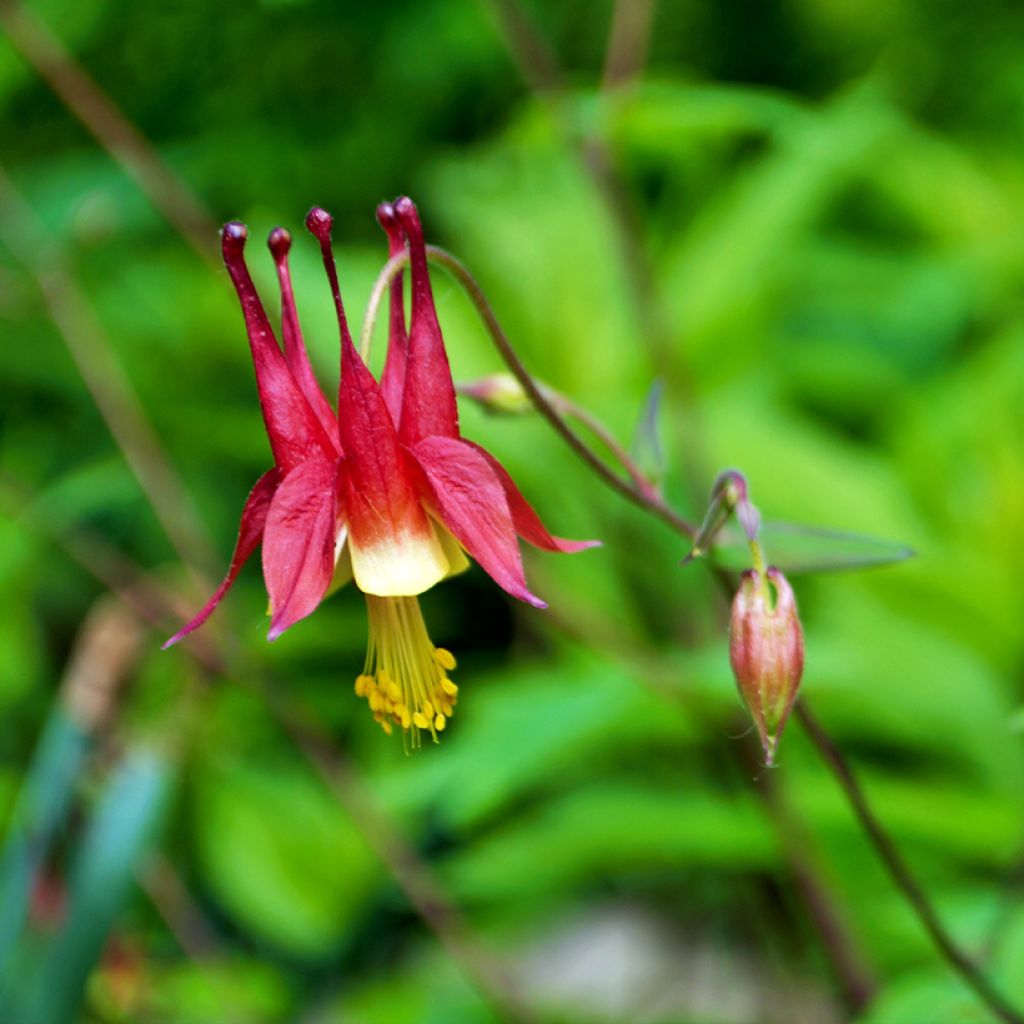 Aquilegia canadensis - Canadese akelei