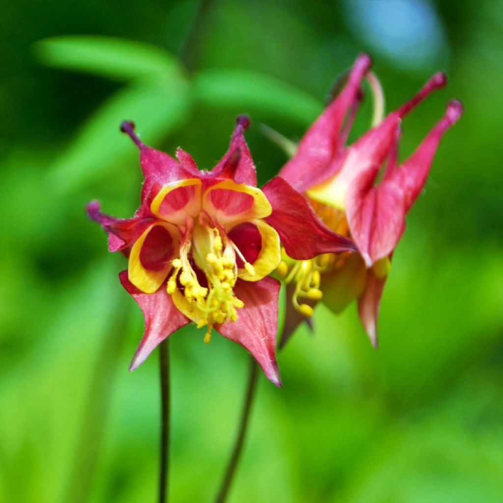 Aquilegia canadensis - Canadese akelei