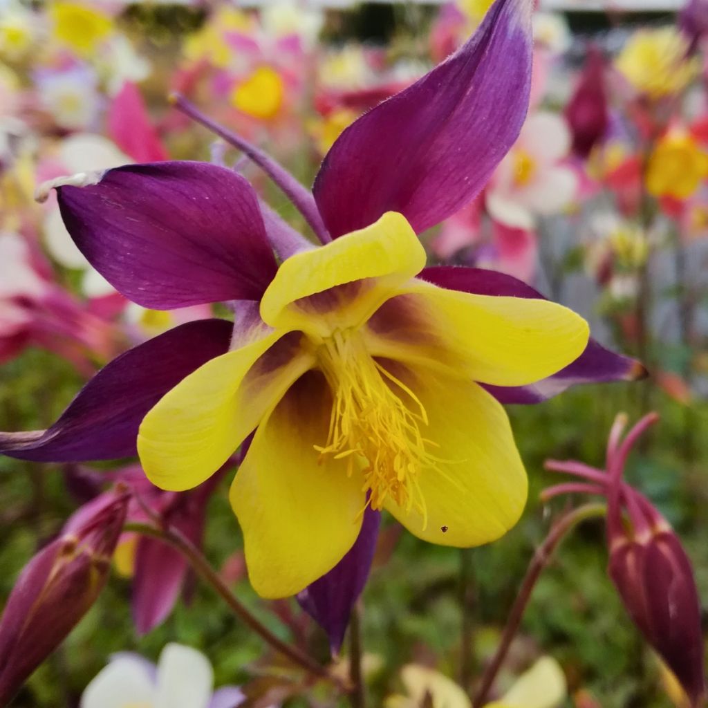 Aquilegia x hybrida Mac Kana - Akelei