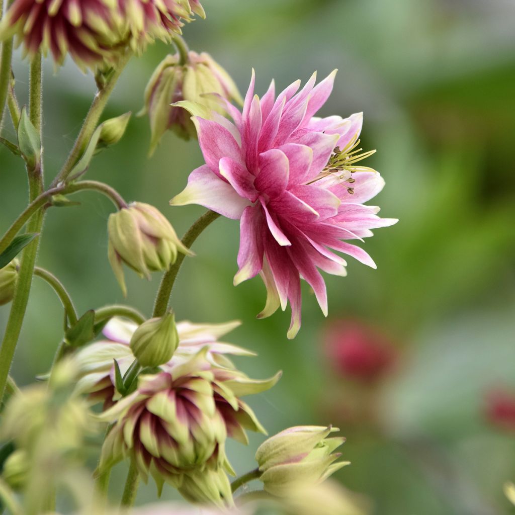 Akelei Nora Barlow - Aquilegia vulgaris