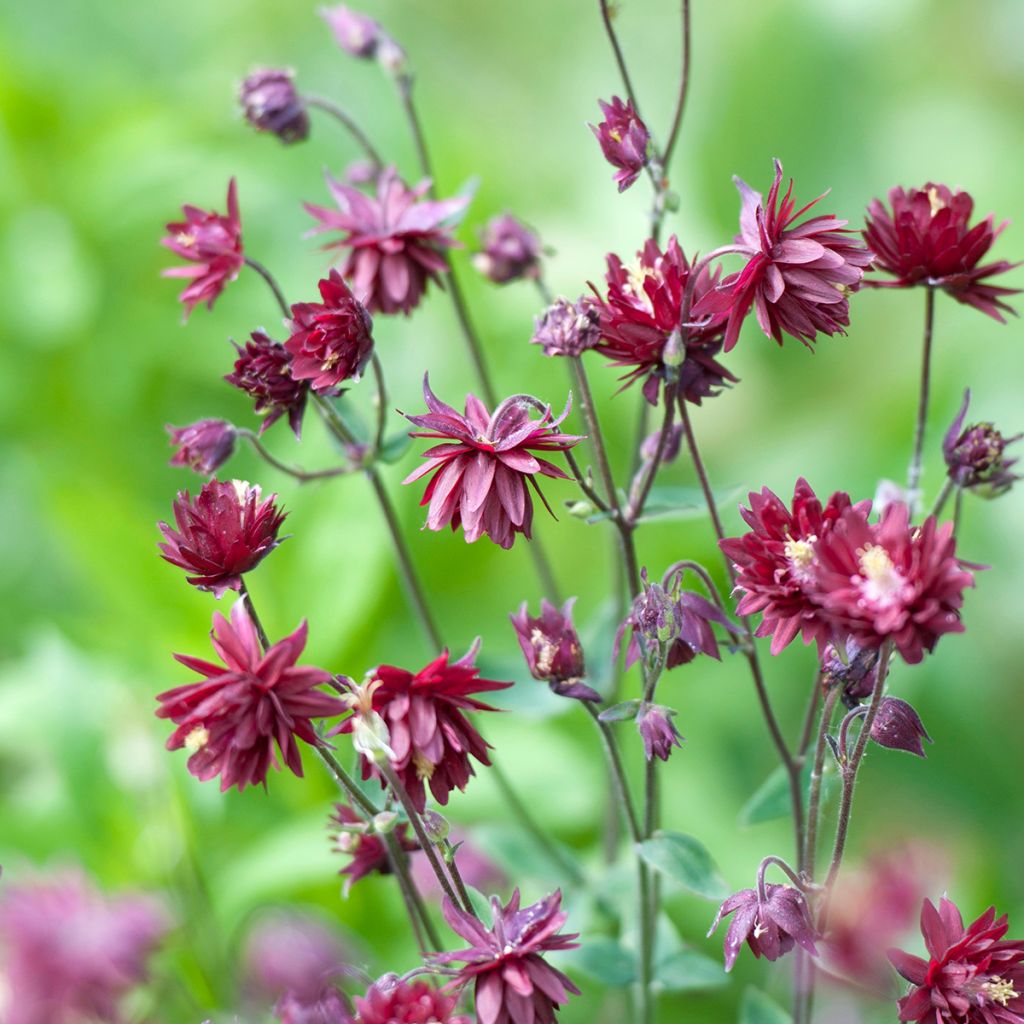 Akelei Ruby Port - Aquilegia vulgaris