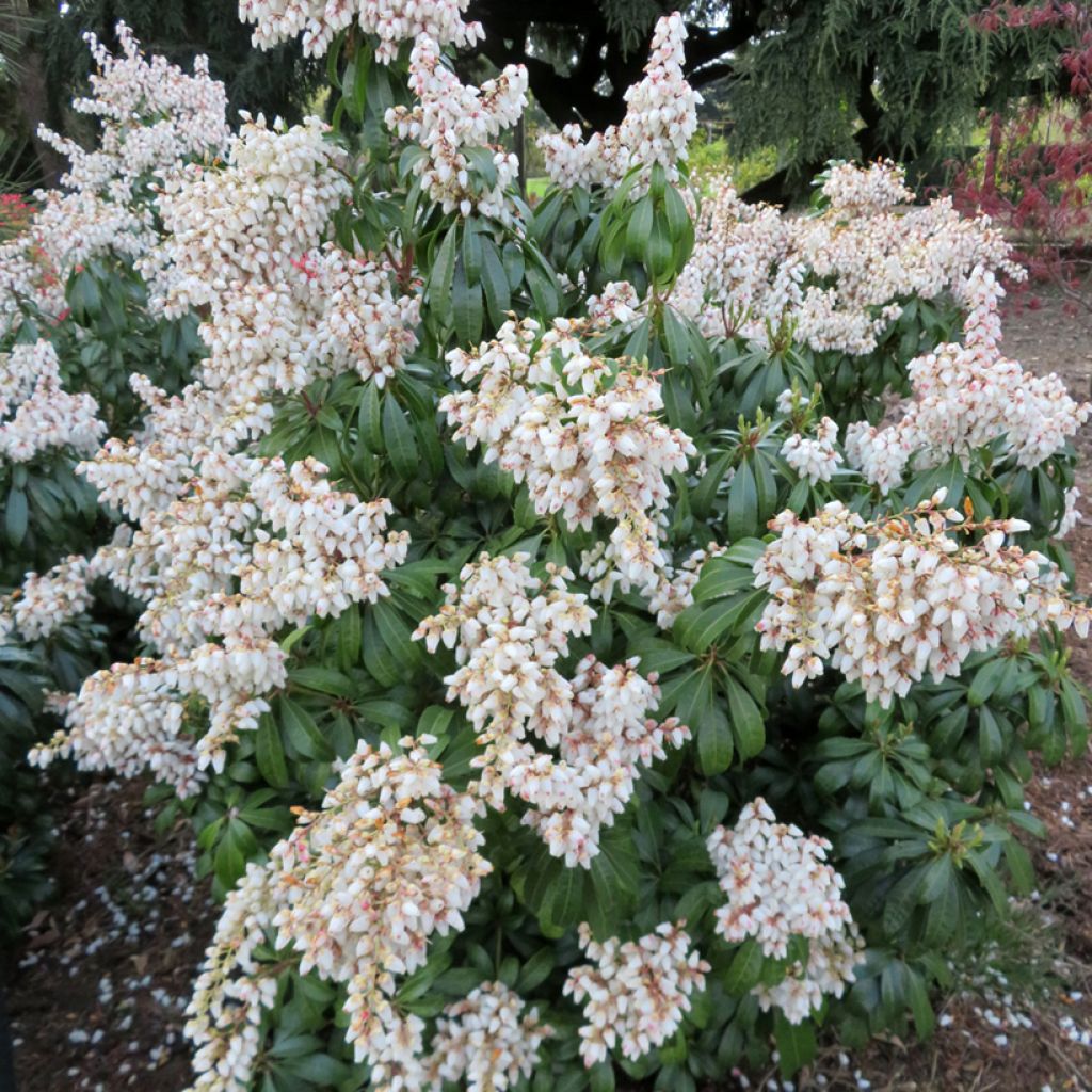 Pieris japonica Prelude - Japanse rotsheide