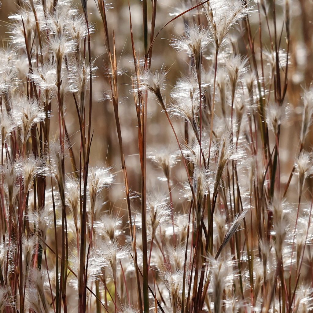Andropogon ternarius - Barbon fendu (Splitbeard Bluestem)