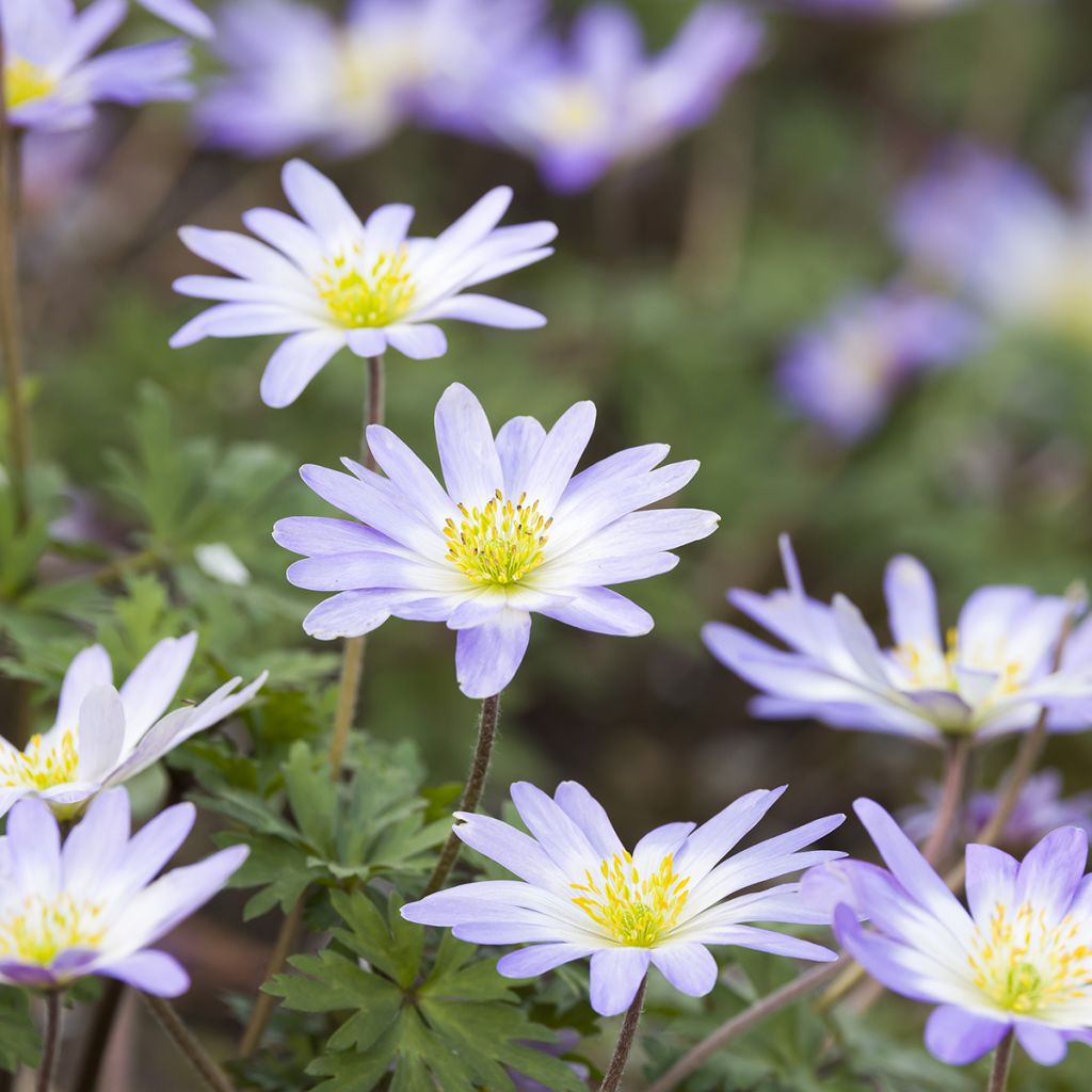 Anemone blanda Blue Splendour - Oosterse anemoon