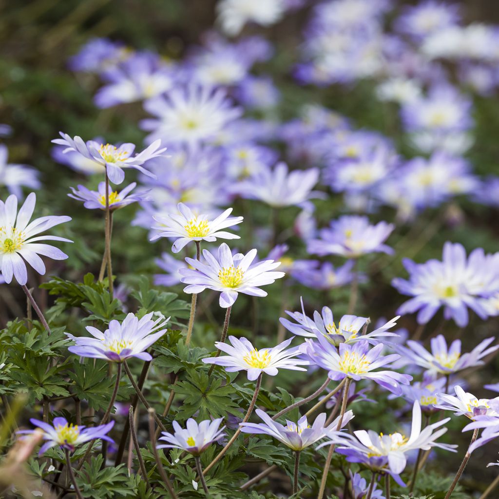 Anemone blanda Blue Splendour - Oosterse anemoon