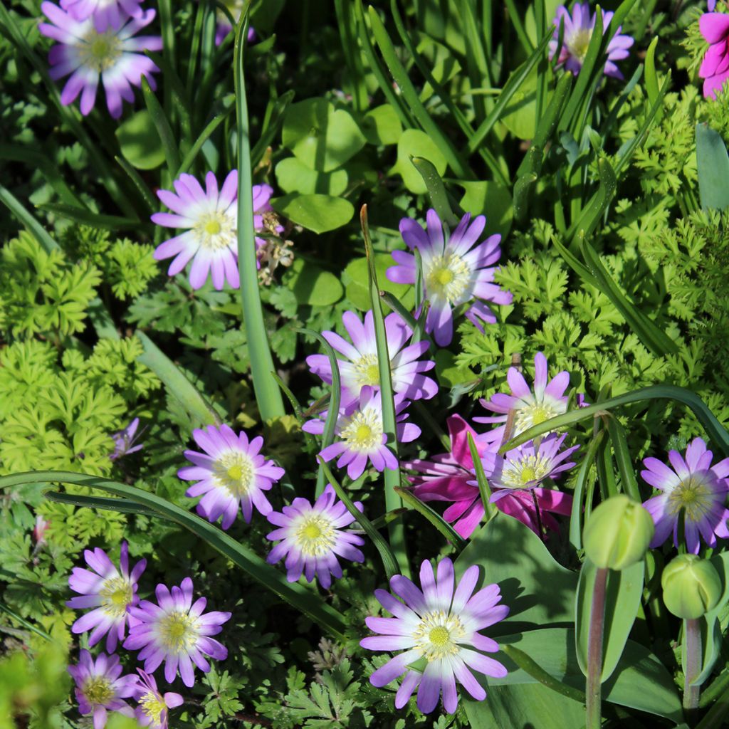 Anemone blanda Charmer - Oosterse anemoon