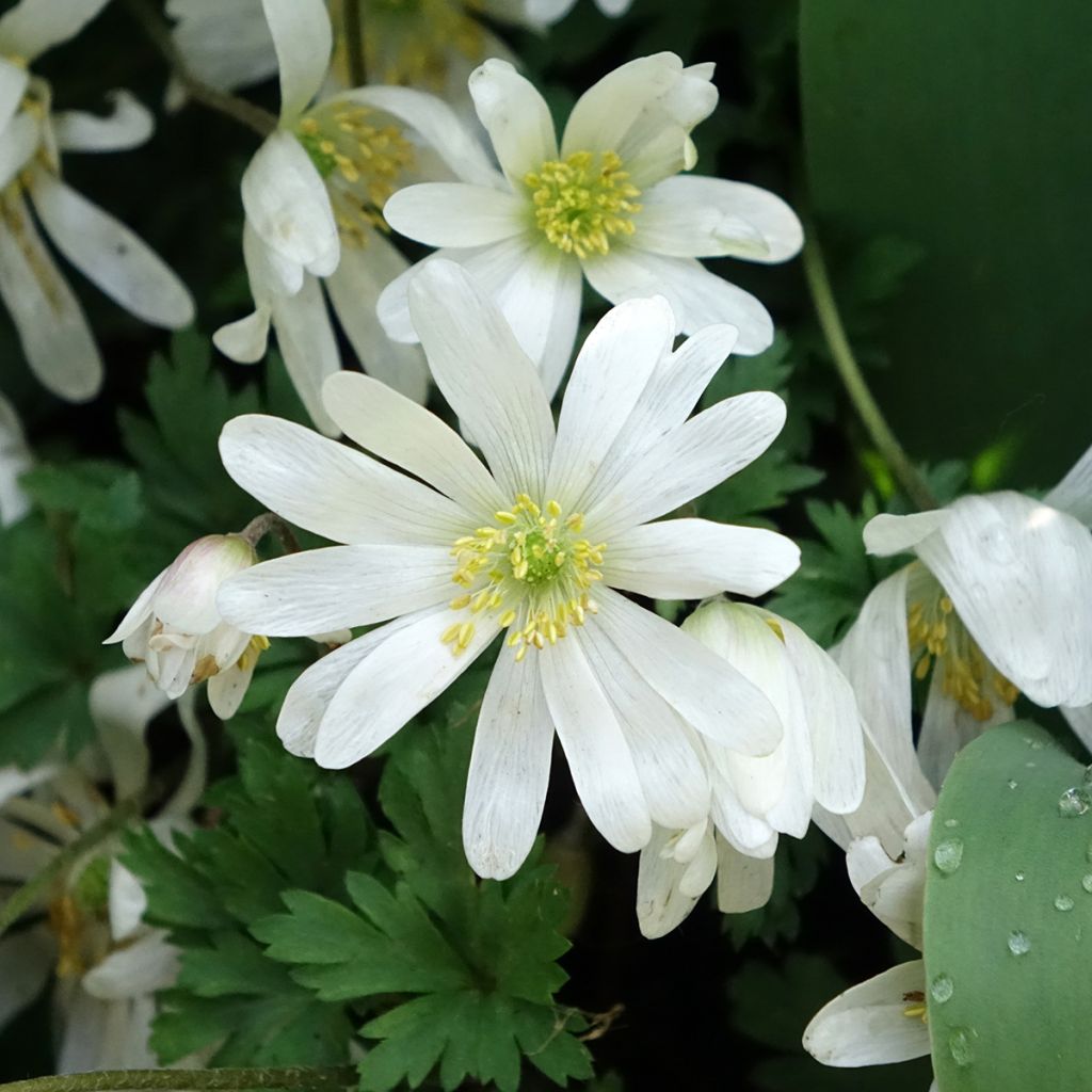 Anemone blanda White Splendour - Oosterse anemoon