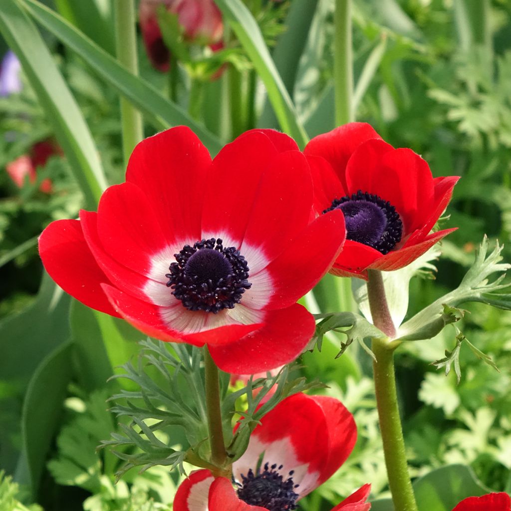 Anemone coronaria Hollandia - Klaproos-anemoon
