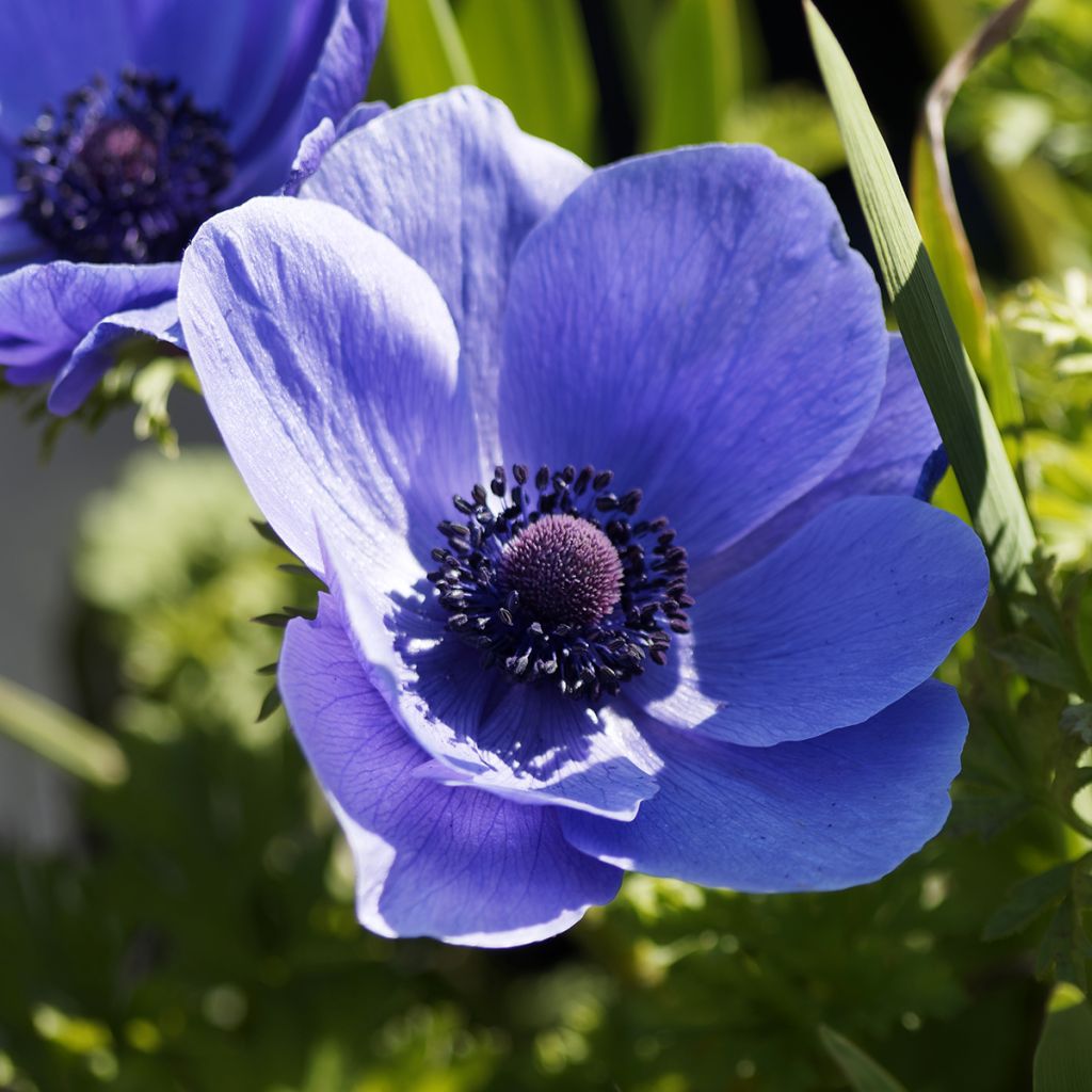 Anemone coronaria Mr Fokker - Klaproos-anemoon