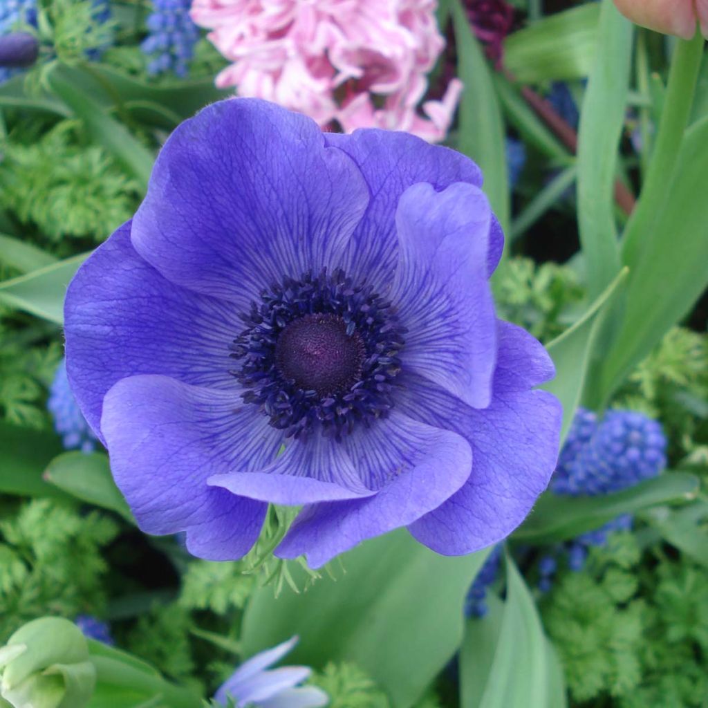 Anemone coronaria Mr Folker - Anémone de Caen  