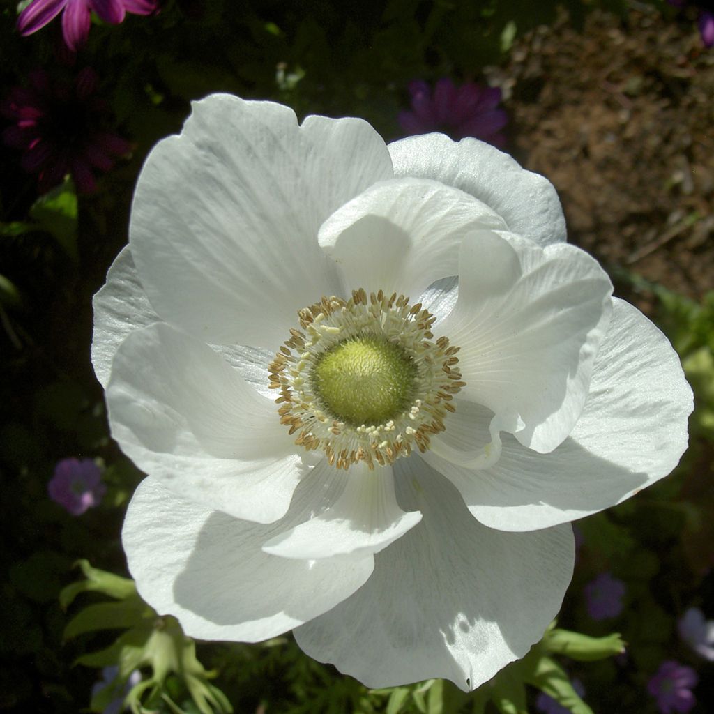 Anemone coronaria The Bride - Klaproos-anemoon