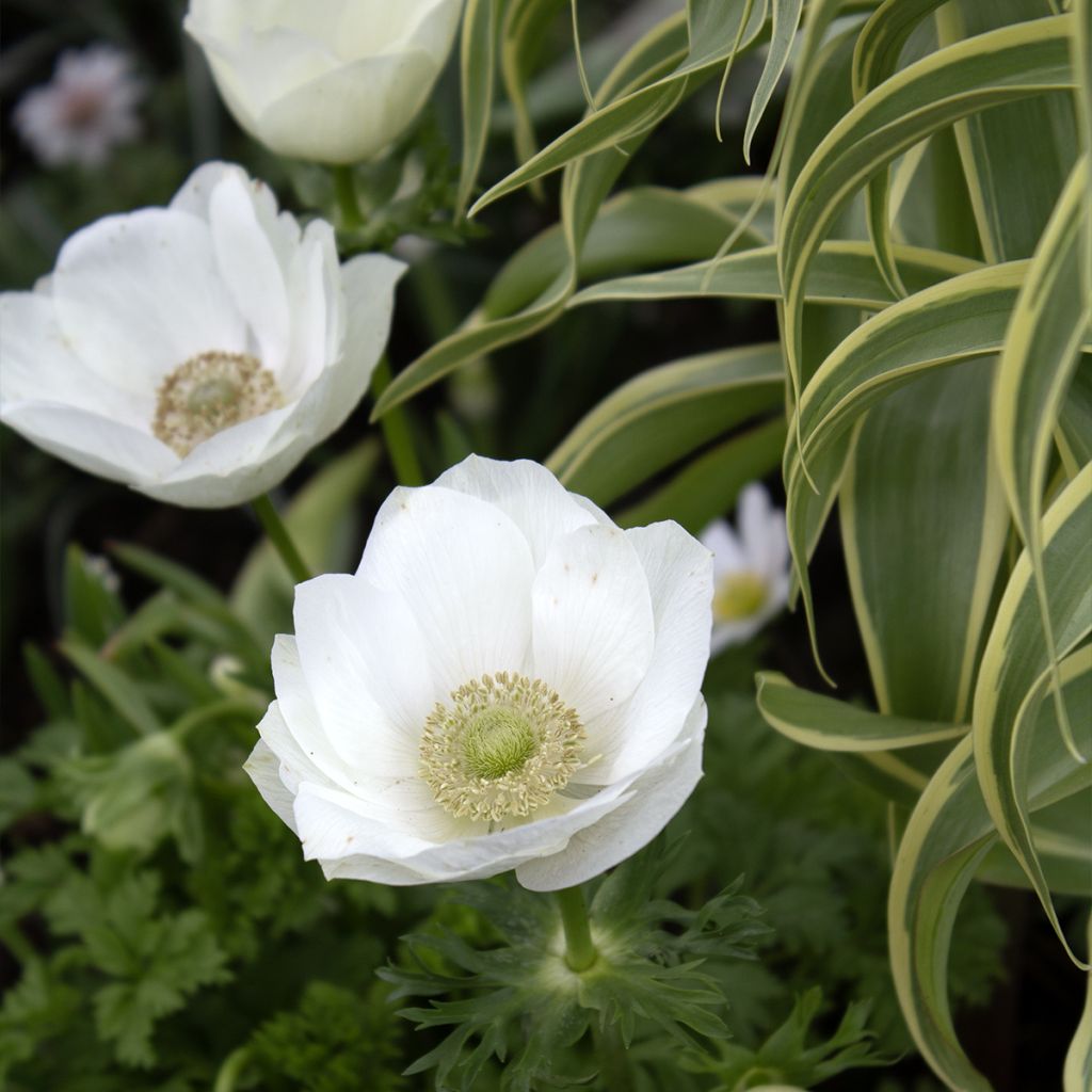 Anemone coronaria The Bride - Klaproos-anemoon
