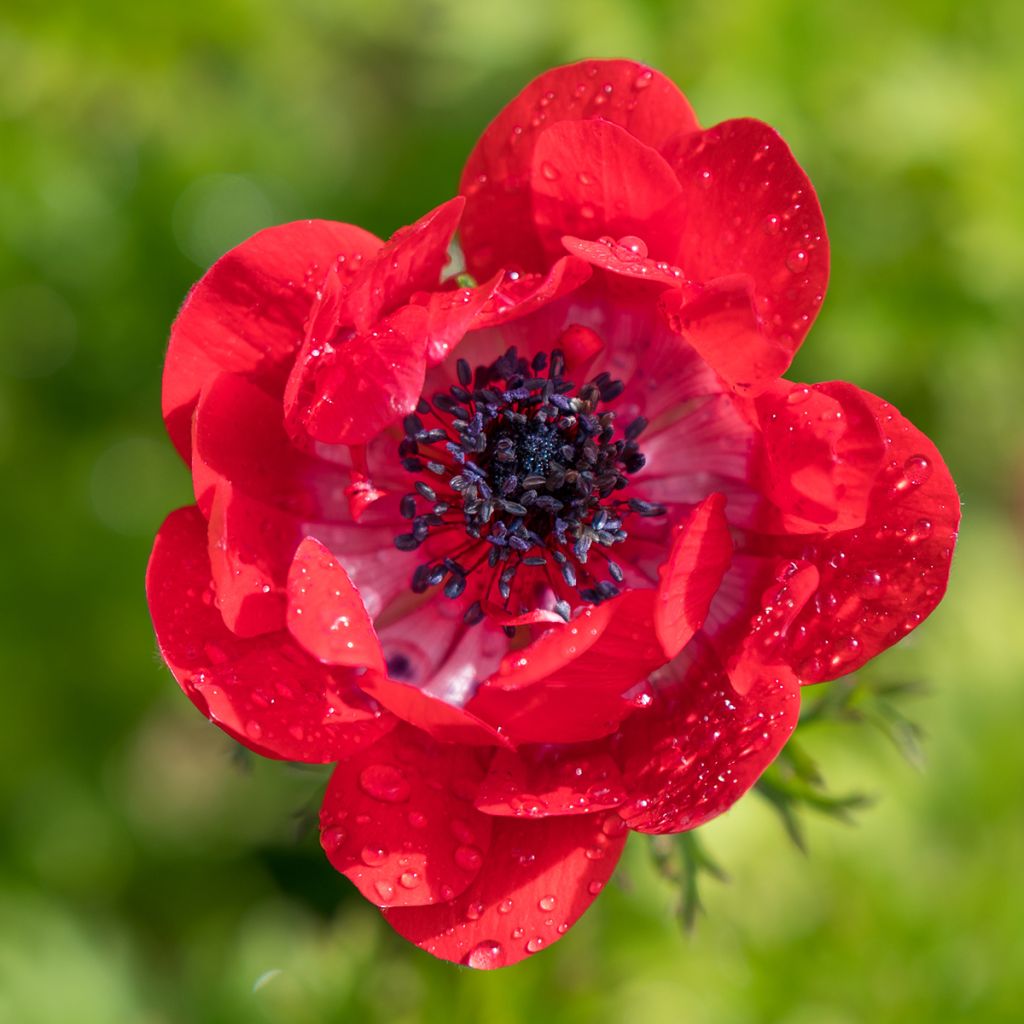Anemone coronaria The Governor - Klaproos-anemoon