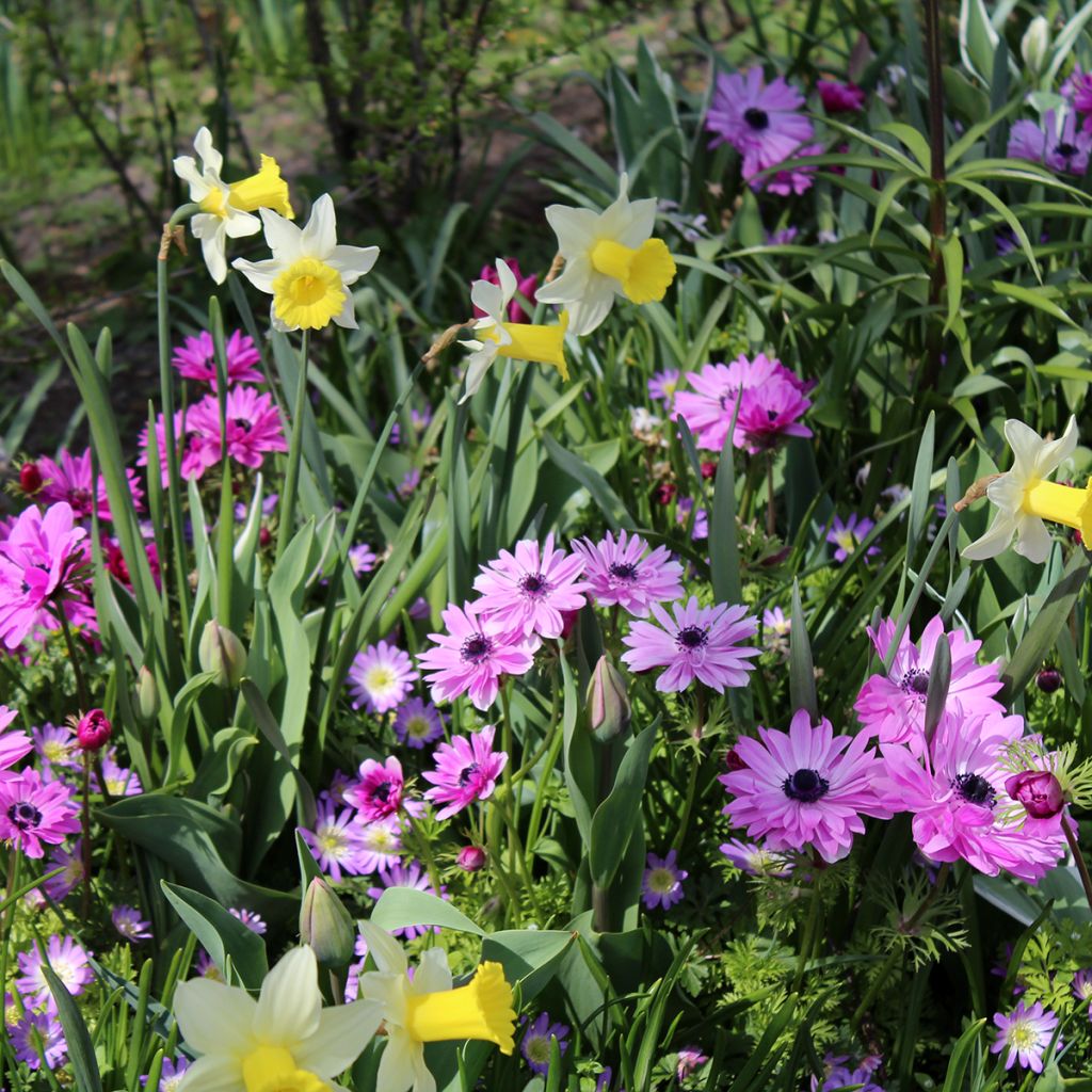 Anemone coronaria double Admiral - Klaproos-anemoon