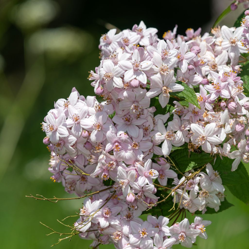 Deutzia Mont Rose - Bruidsbloem