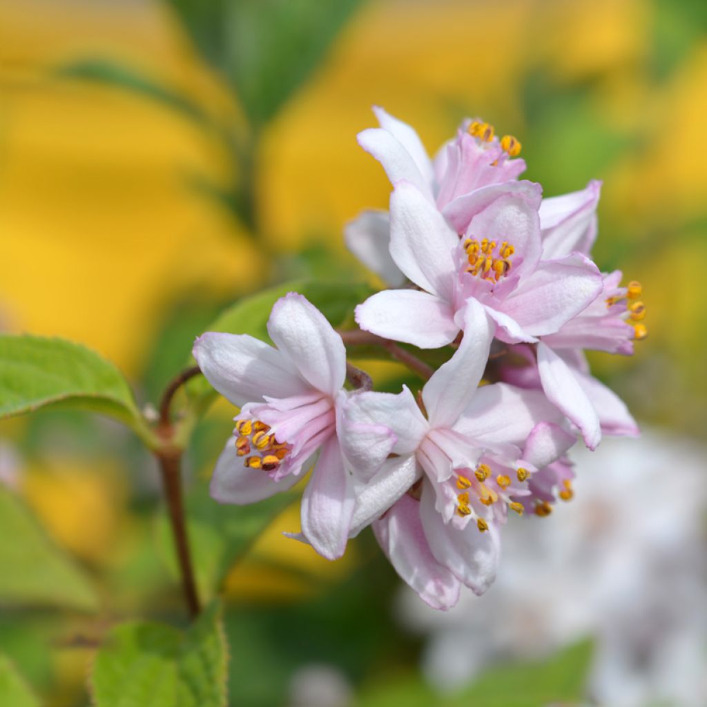 Deutzia Mont Rose - Bruidsbloem