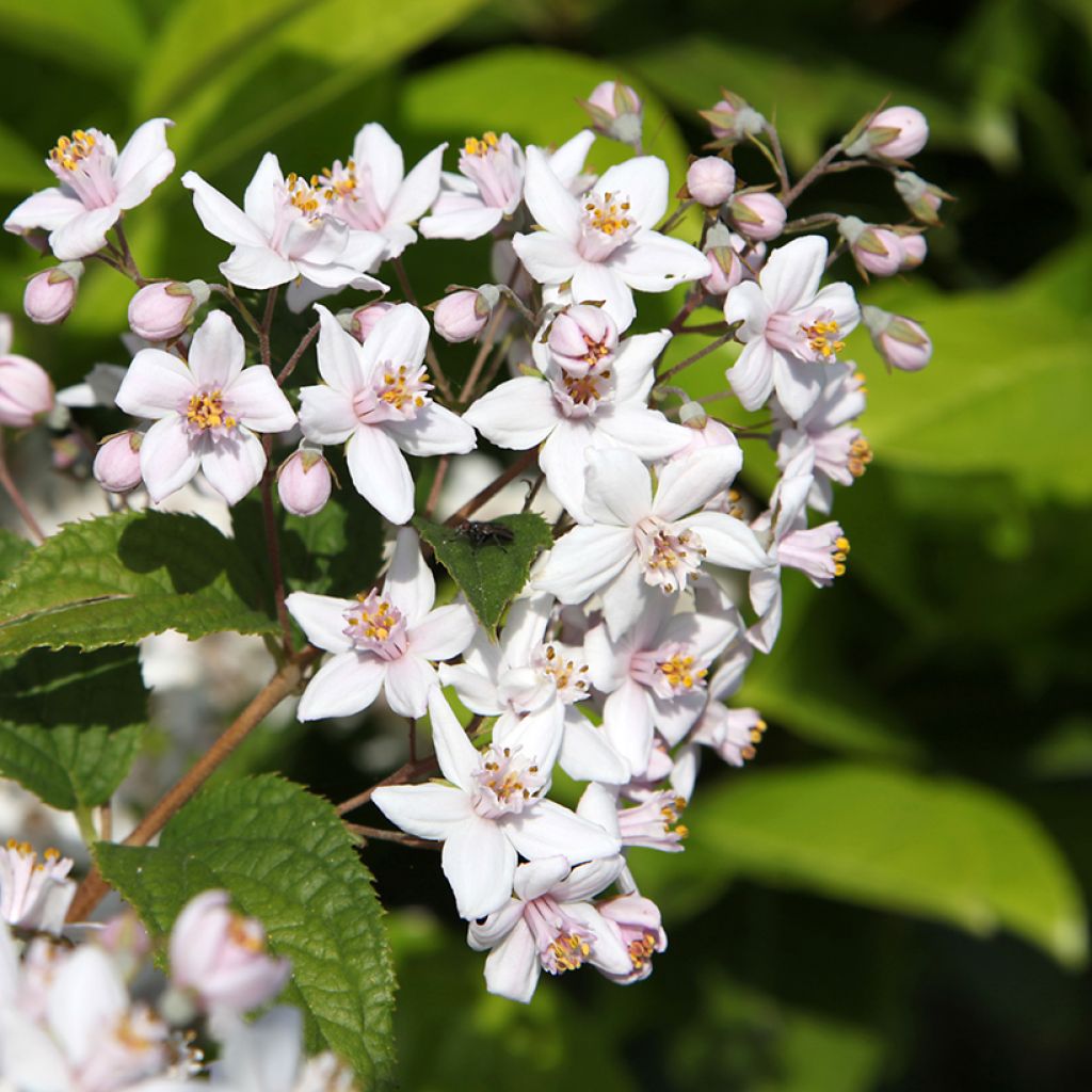 Deutzia Mont Rose - Bruidsbloem