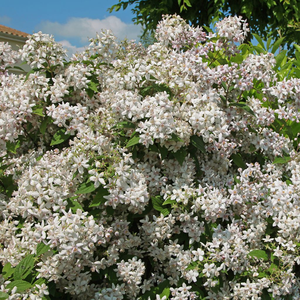 Deutzia Mont Rose - Bruidsbloem