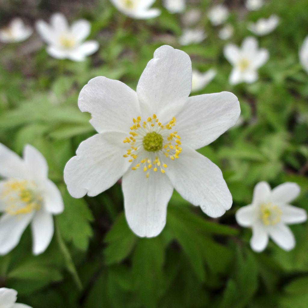 Anemone nemorosa Lychette - Bosanemoon