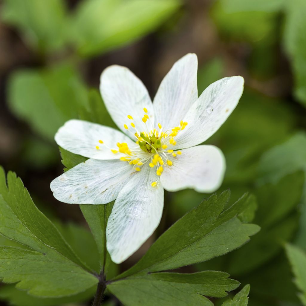 Anemone nemorosa Lychette - Bosanemoon