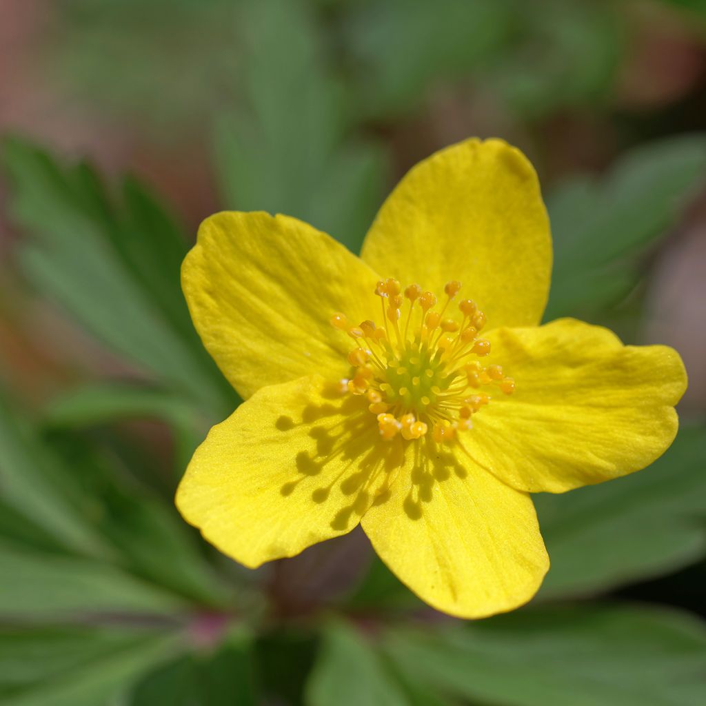 Anemone ranunculoides - Gele anemoon