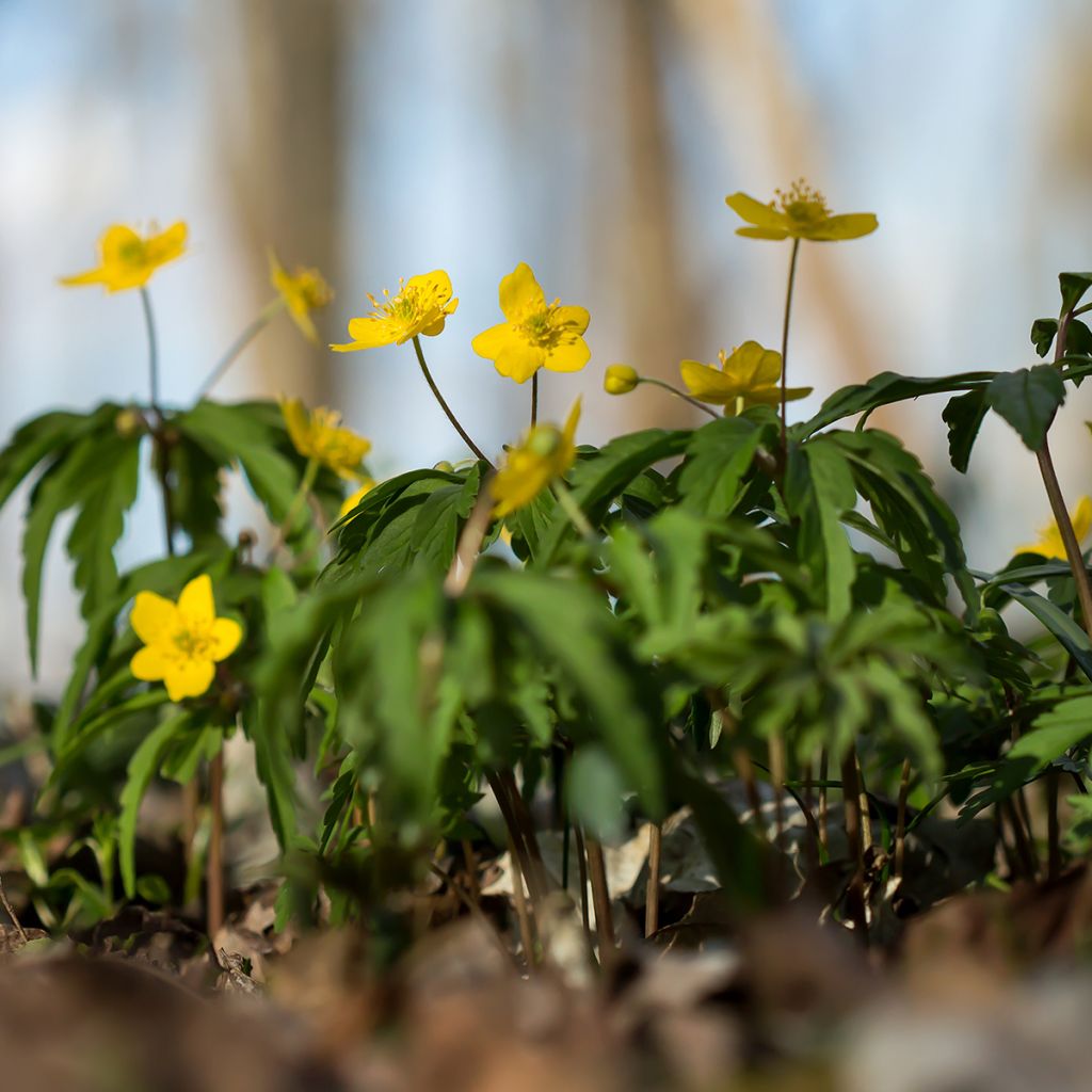 Anemone ranunculoides - Gele anemoon