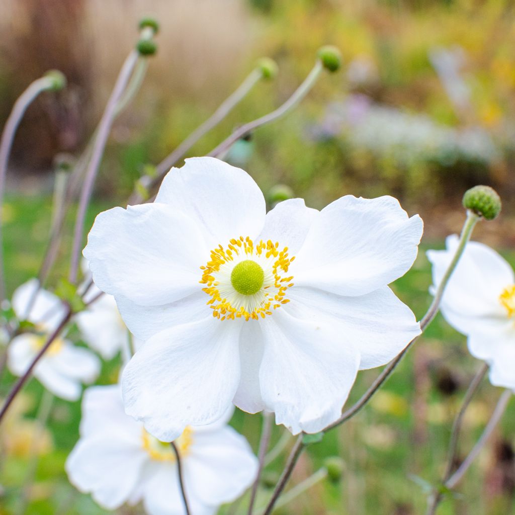 Anemone Whirlwind - Herfstanemoon