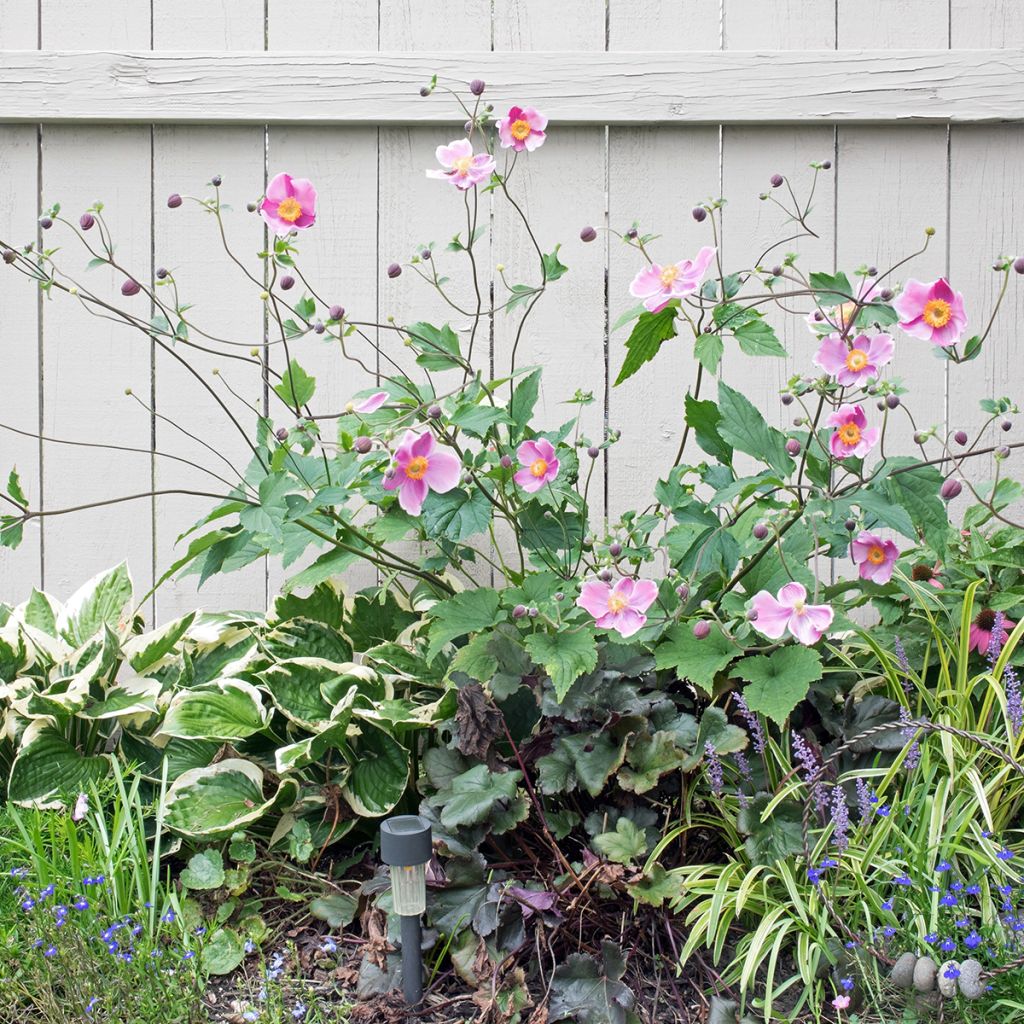 Anemone hupehensis September Charm - Herfstanemoon