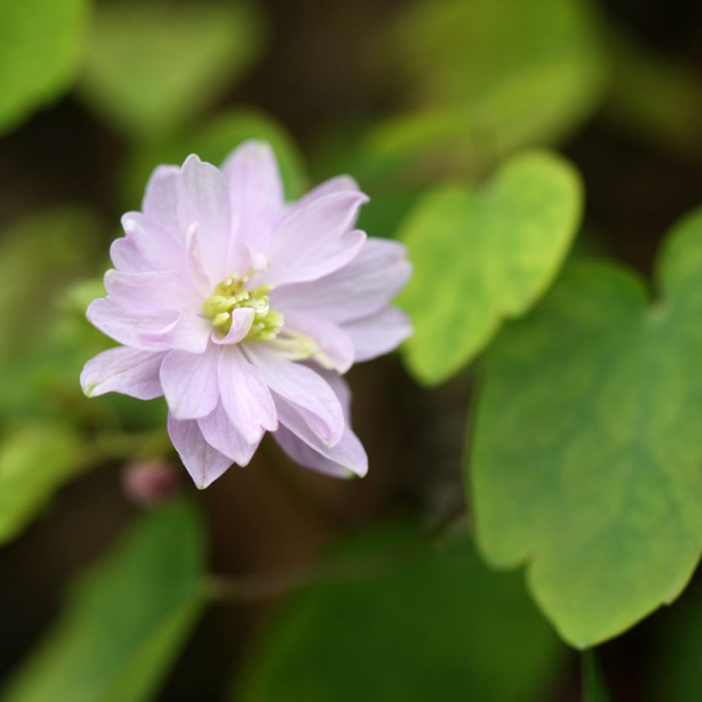 Anemonella thalictroides - Ruitanemoon