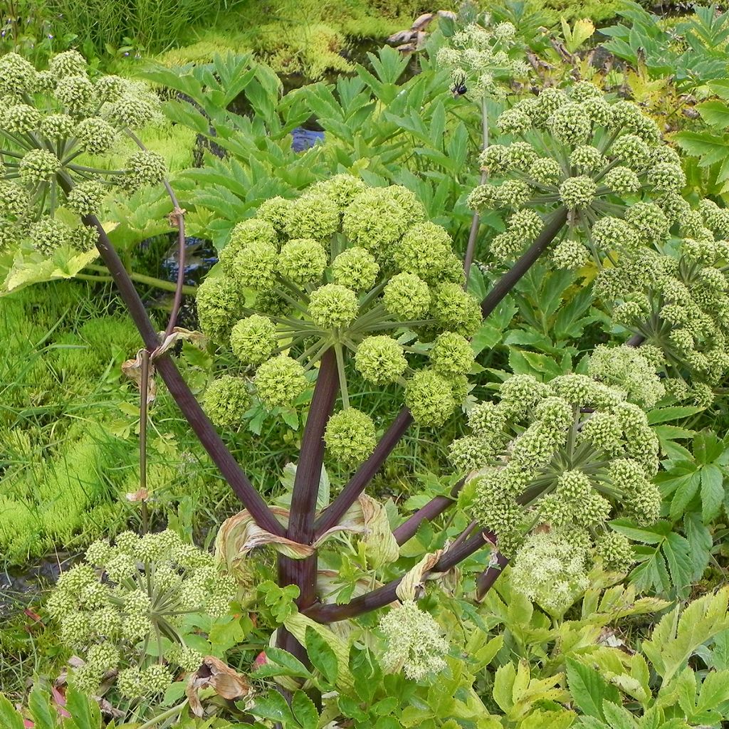 Angelica archangelica - Engelwortel