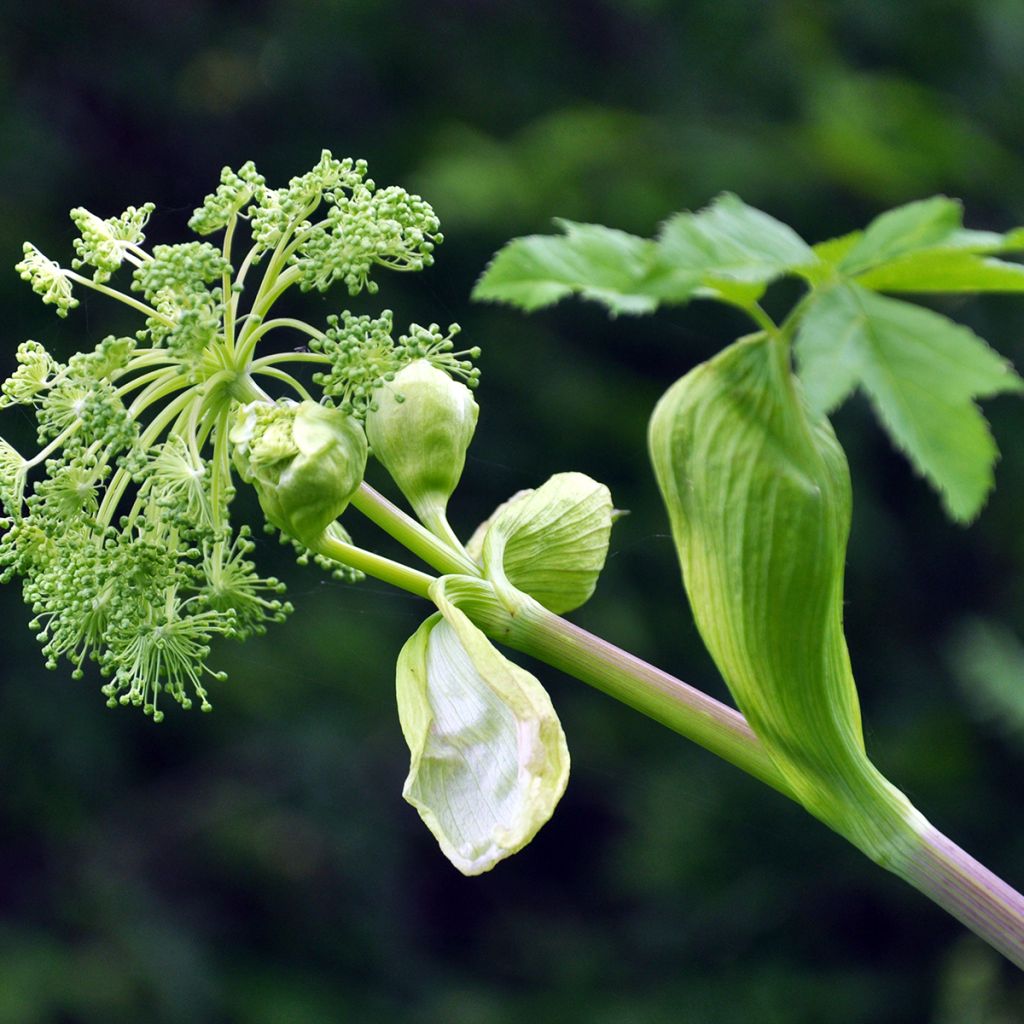 Angelica archangelica - Engelwortel