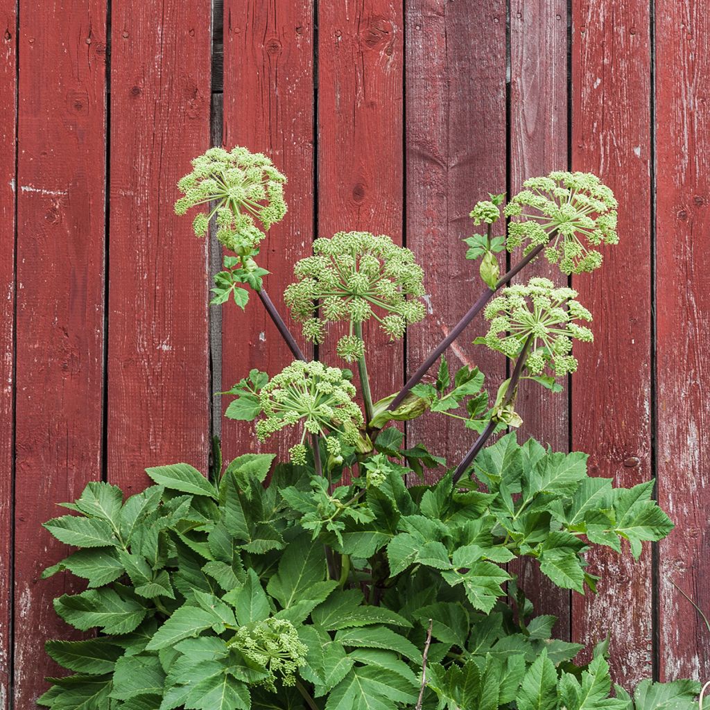 Angelica archangelica - Engelwortel