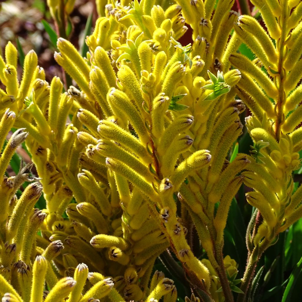 Anigozanthos Bush Bonanza - Kangoeroepoot