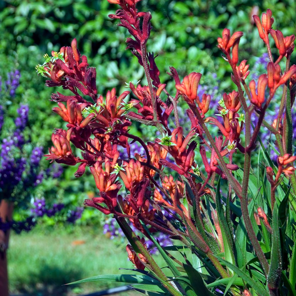 Anigozanthos Bush Inferno - Kangoeroepoot