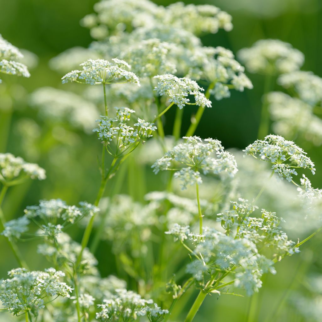 Anijs BIO - Pimpinella anisum