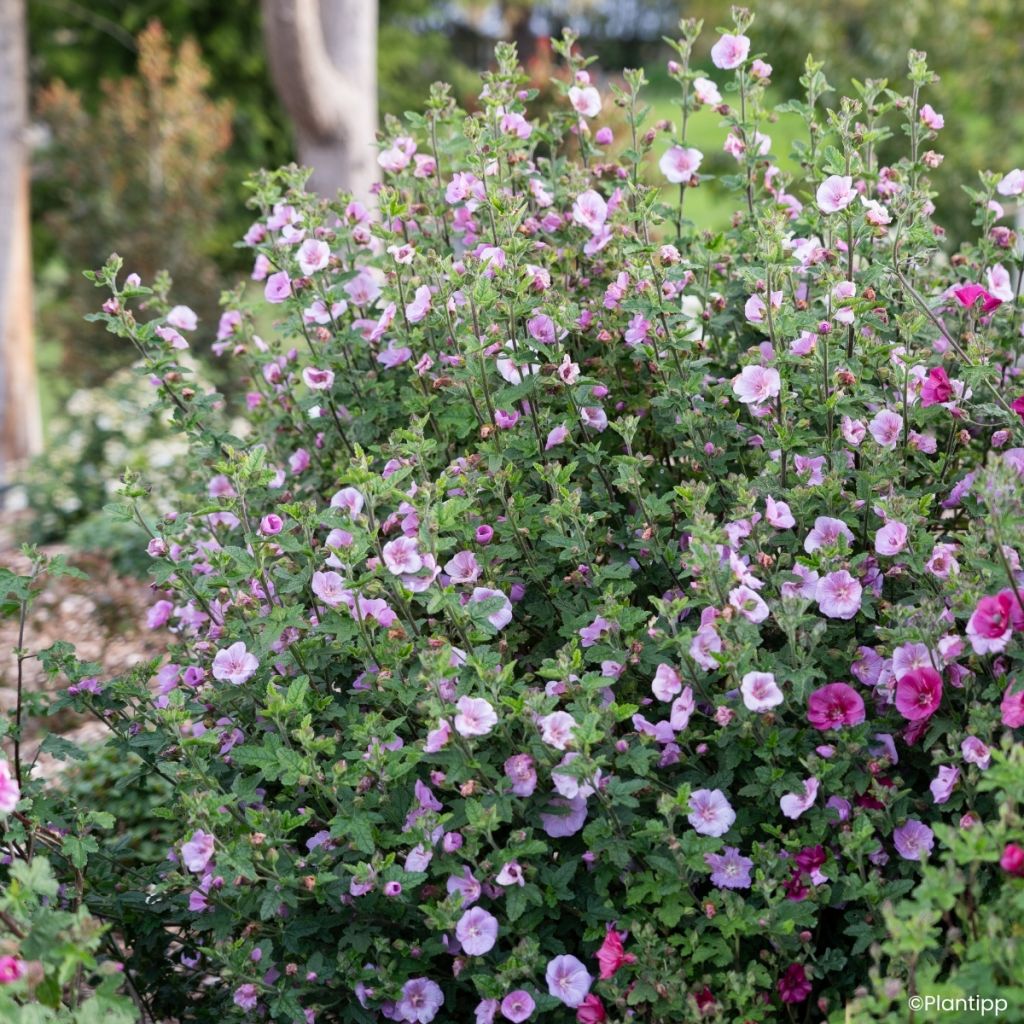 Anisodontea Cotton Candy Pink - Kaapse malva