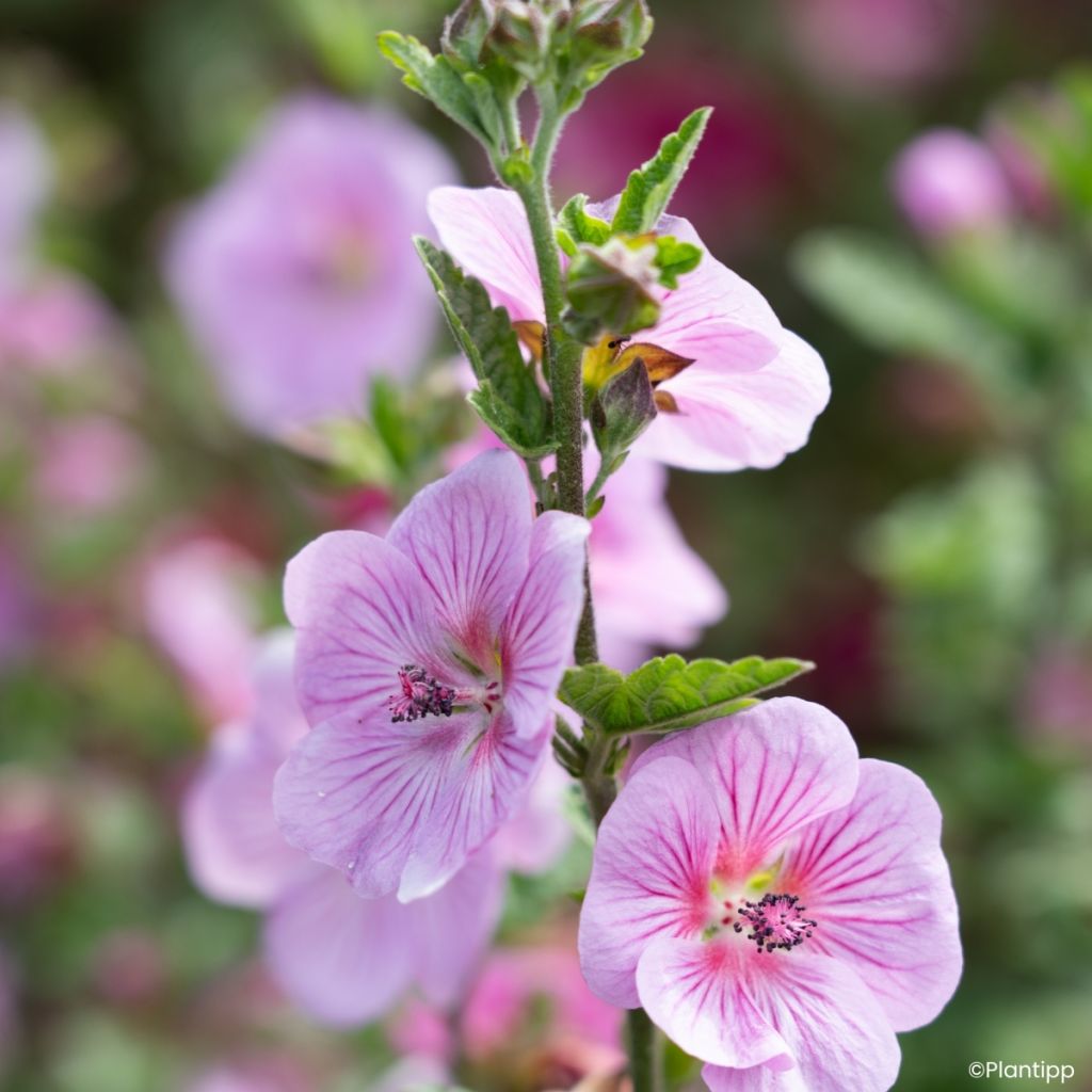 Anisodontea Cotton Candy Pink - Kaapse malva