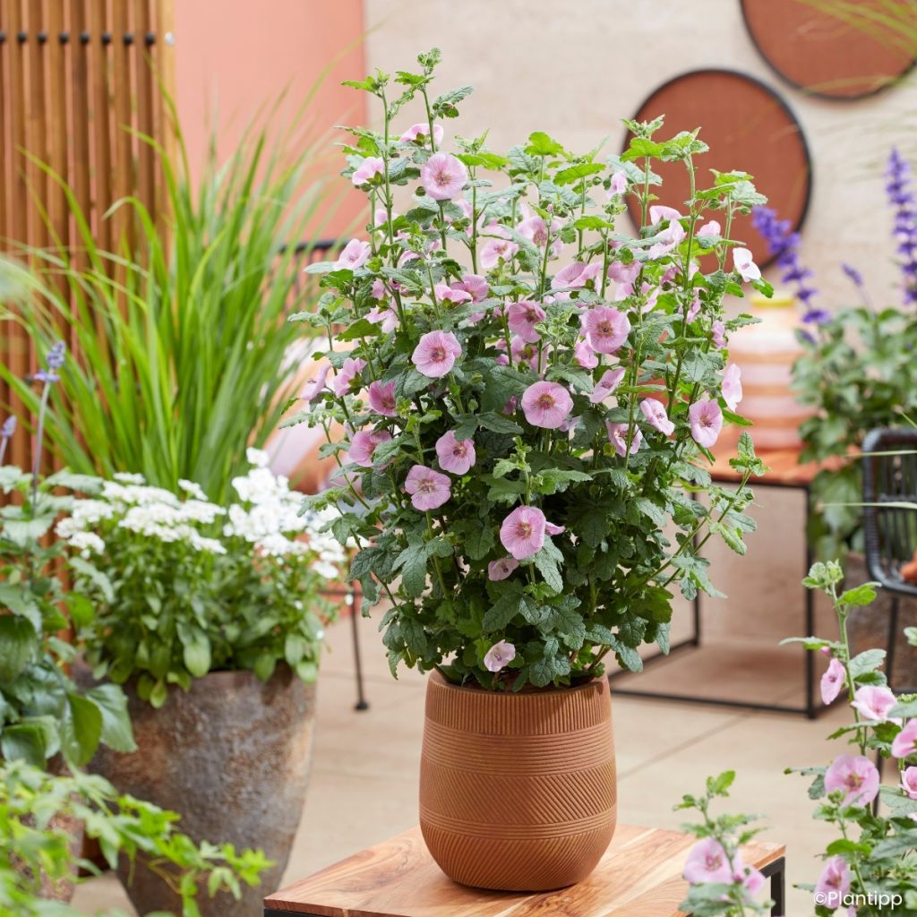 Anisodontea Cotton Candy Pink - Kaapse malva