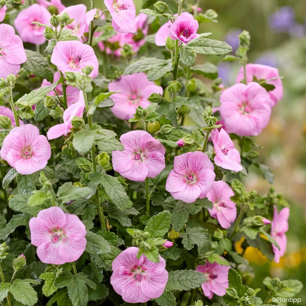 Anisodontea Cotton Candy Pink - Kaapse malva