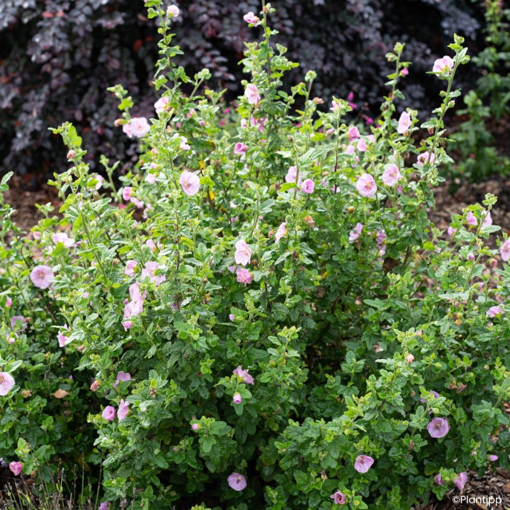 Anisodontea Cotton Candy Pink - Kaapse malva