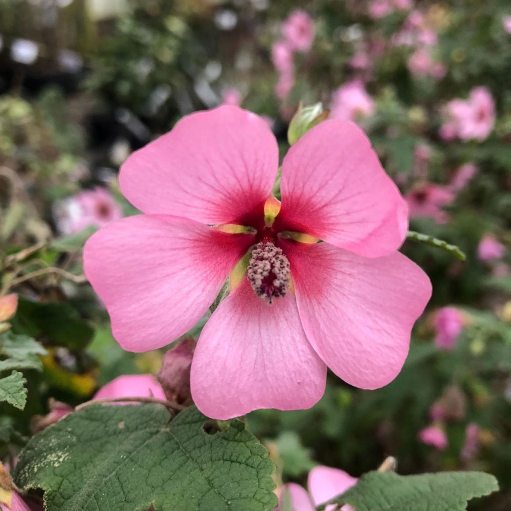 Anisodontea capensis El Rayo - Kaapse malva