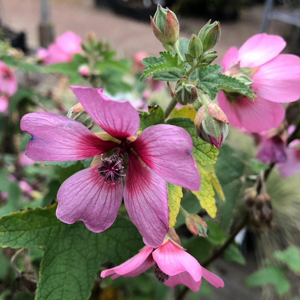 Anisodontea capensis El Rayo - Kaapse malva