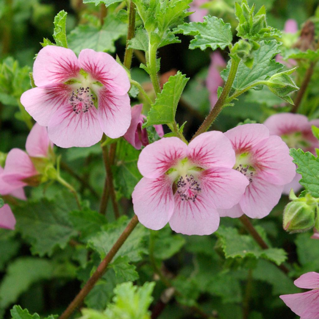 Anisodontea scabrosa Miss Pinky - Kaapse malva