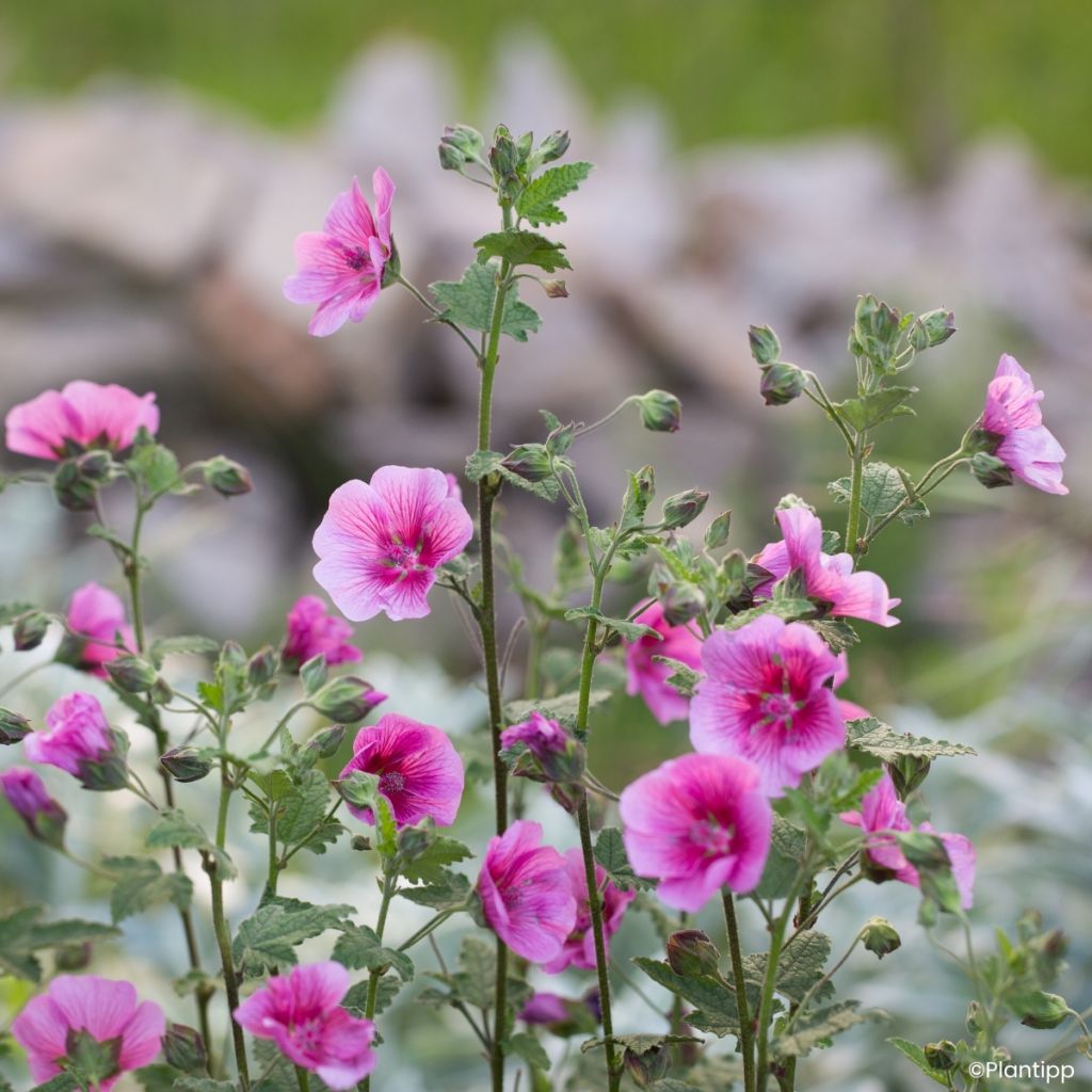 Anisodontea Carnival Lights Celebration - Kaapse malva