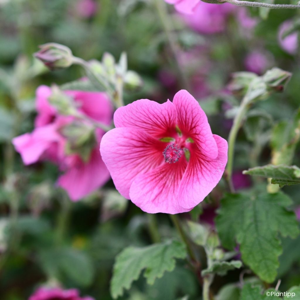 Anisodontea Carnival Lights Celebration - Kaapse malva
